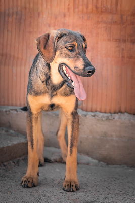 Jimmy - schüchtern und ängstlich gegenüber Menschen, verspielt und bewegungsfreudig mit anderen Hunden, Mischling (Video-Link vorhanden) - Rüde