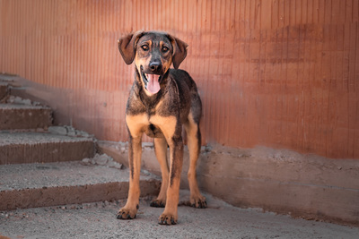 Jimmy - schüchtern und ängstlich gegenüber Menschen, verspielt und bewegungsfreudig mit anderen Hunden, Mischling (Video-Link vorhanden) - Rüde