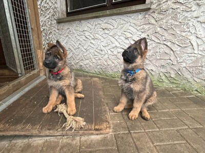 Jimmy vom Großenbachstal, Deutscher Schäferhund Welpen - Rüde