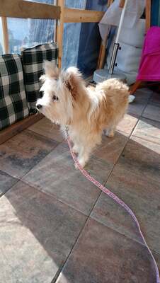 Jinno, Mischling - Rüde