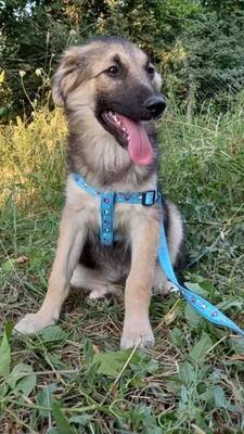 Jive, unbekannt Welpen - Rüde