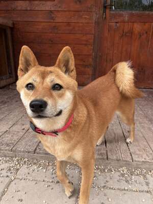Jiyu, Shiba Inu (Mix) - Hündin