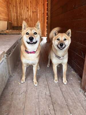 Jiyu, Shiba Inu (Mix) - Hündin