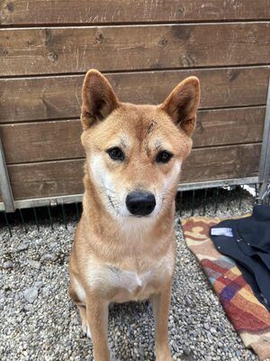 Jiyu, Shiba Inu (Mix) - Hündin