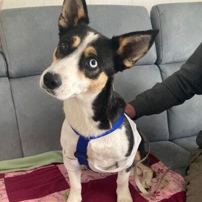 Jizel - eine sehr menschenbezogene, anhängliche und verschmuste Hündin / Reserviert