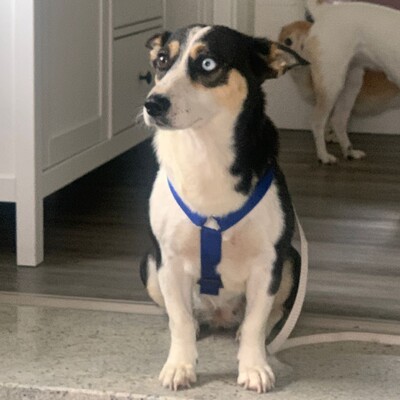 Jizel - eine sehr menschenbezogene, anhängliche und verschmuste Hündin / Reserviert, Mischling - Hündin