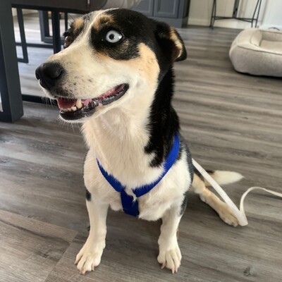 Jizel - eine sehr menschenbezogene, anhängliche und verschmuste Hündin / Reserviert, Mischling - Hündin