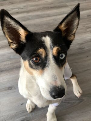 Jizel - eine sehr menschenbezogene, anhängliche und verschmuste Hündin / Reserviert, Mischling - Hündin