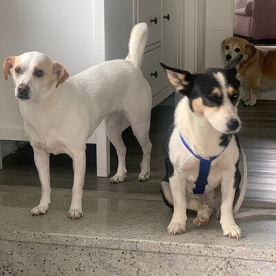 Jizel - eine sehr menschenbezogene, anhängliche und verschmuste Hündin / Reserviert, Mischling - Hündin