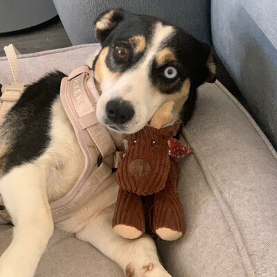 Jizel - eine sehr menschenbezogene, anhängliche und verschmuste Hündin / Reserviert, Mischling - Hündin