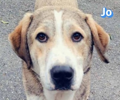 Jo, griech. Hirtenhund - Rüde