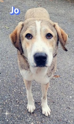 Jo, griech. Hirtenhund - Rüde