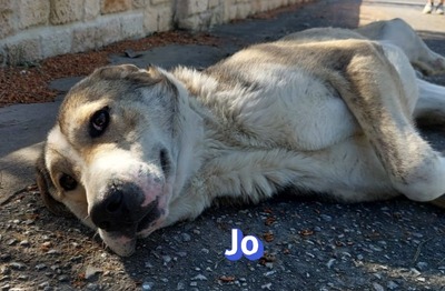 Jo, griech. Hirtenhund - Rüde