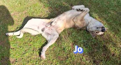 Jo, griech. Hirtenhund - Rüde