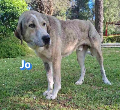 Jo, griech. Hirtenhund - Rüde
