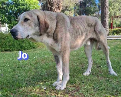 Jo, griech. Hirtenhund - Rüde