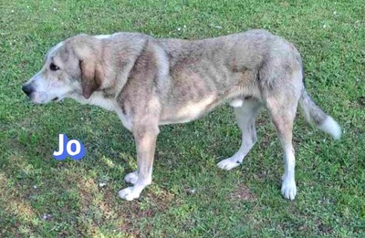 Jo, griech. Hirtenhund - Rüde