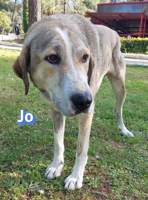 Jo, griech. Hirtenhund - Rüde