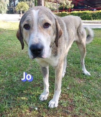 Jo, griech. Hirtenhund - Rüde
