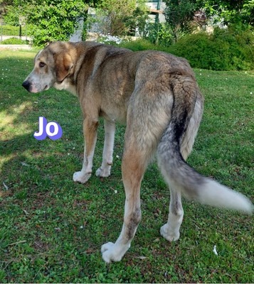 Jo, griech. Hirtenhund - Rüde