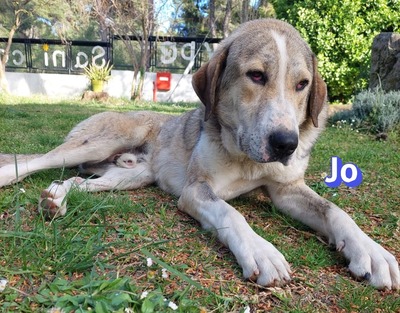 Jo, griech. Hirtenhund - Rüde