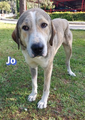 Jo, griech. Hirtenhund - Rüde
