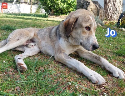 Jo, griech. Hirtenhund - Rüde