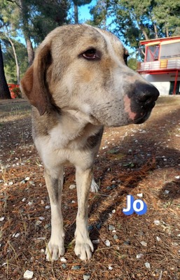 Jo, griech. Hirtenhund - Rüde
