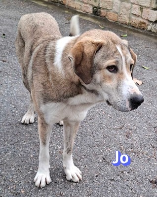 Jo, griech. Hirtenhund - Rüde