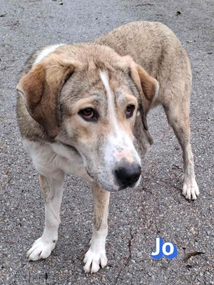 Jo, griech. Hirtenhund - Rüde