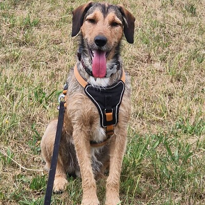 🐶Joachim Griffon-Mischling sucht ein tolles Zuhause bei lieben Menschen ❤️, Griffon- Mischling - Rüde