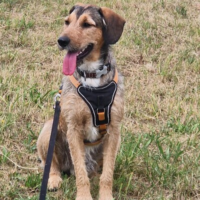 🐶Joachim Griffon-Mischling sucht ein tolles Zuhause bei lieben Menschen ❤️, Griffon- Mischling - Rüde