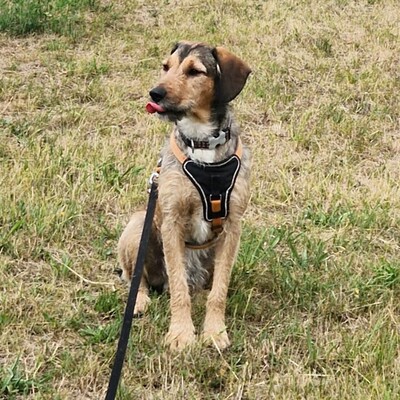 🐶Joachim Griffon-Mischling sucht ein tolles Zuhause bei lieben Menschen ❤️, Griffon- Mischling - Rüde