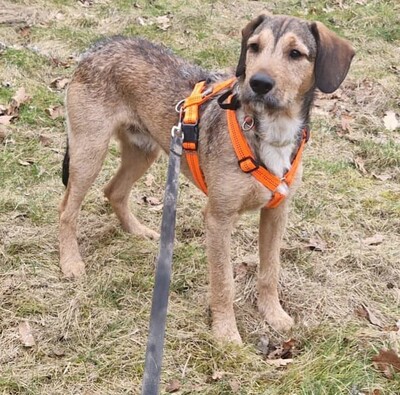 🐶Joachim Griffon-Mischling sucht ein tolles Zuhause bei lieben Menschen ❤️, Griffon- Mischling - Rüde