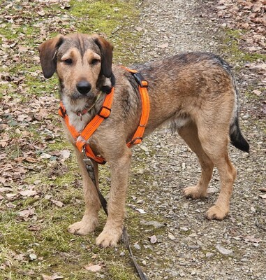 🐶Joachim Griffon-Mischling sucht ein tolles Zuhause bei lieben Menschen ❤️, Griffon- Mischling - Rüde