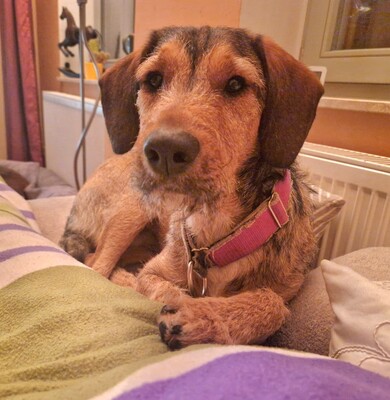 🐶Joachim Griffon-Mischling sucht ein tolles Zuhause bei lieben Menschen ❤️, Griffon- Mischling - Rüde