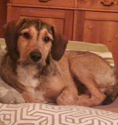🐶Joachim Griffon-Mischling sucht ein tolles Zuhause bei lieben Menschen ❤️, Griffon- Mischling - Rüde