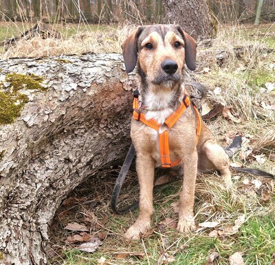🐶Joachim Griffon-Mischling sucht ein tolles Zuhause bei lieben Menschen ❤️, Griffon- Mischling - Rüde