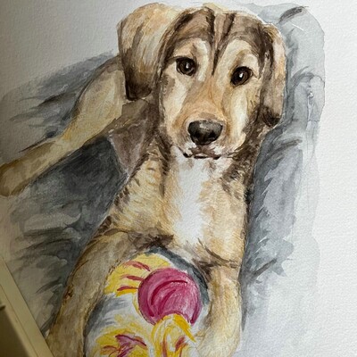 🐶Joachim Griffon-Mischling sucht ein tolles Zuhause bei lieben Menschen ❤️, Griffon- Mischling - Rüde