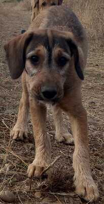 🐶Joachim noch kleiner Welpe Griffon-Mischling sucht ein tolles Zuhause bei lieben Menschen ❤️, Griffon- Mischling Welpen - Rüde 1