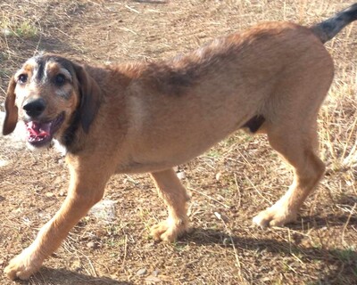 🐶Joachim noch kleiner Welpe Griffon-Mischling sucht ein tolles Zuhause bei lieben Menschen ❤️, Griffon- Mischling Welpen - Rüde