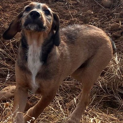 🐶Joachim noch kleiner Welpe Griffon-Mischling sucht ein tolles Zuhause bei lieben Menschen ❤️, Griffon- Mischling Welpen - Rüde