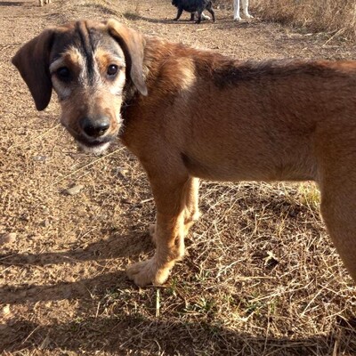 🐶Joachim noch kleiner Welpe Griffon-Mischling sucht ein tolles Zuhause bei lieben Menschen ❤️, Griffon- Mischling Welpen - Rüde