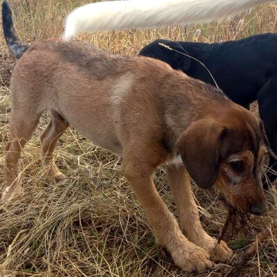 🐶Joachim noch kleiner Welpe Griffon-Mischling sucht ein tolles Zuhause bei lieben Menschen ❤️, Griffon- Mischling Welpen - Rüde