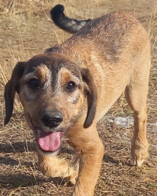 🐶Joachim noch kleiner Welpe Griffon-Mischling sucht ein tolles Zuhause bei lieben Menschen ❤️, Griffon- Mischling Welpen - Rüde