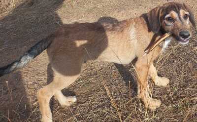 🐶Joachim noch kleiner Welpe Griffon-Mischling sucht ein tolles Zuhause bei lieben Menschen ❤️, Griffon- Mischling Welpen - Rüde