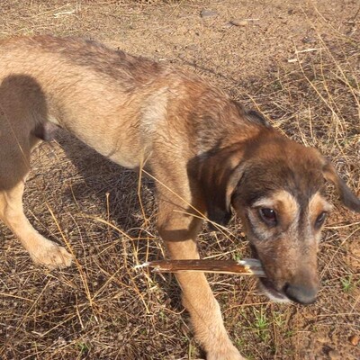 🐶Joachim noch kleiner Welpe Griffon-Mischling sucht ein tolles Zuhause bei lieben Menschen ❤️, Griffon- Mischling Welpen - Rüde