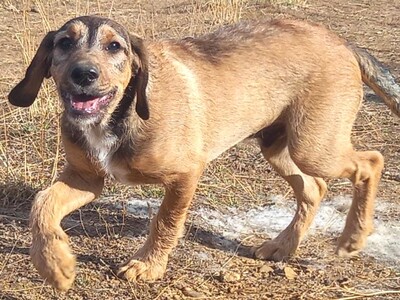 🐶Joachim noch kleiner Welpe Griffon-Mischling sucht ein tolles Zuhause bei lieben Menschen ❤️, Griffon- Mischling Welpen - Rüde