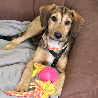 🐶Joachim noch kleiner Welpe Griffon-Mischling sucht ein tolles Zuhause bei lieben Menschen ❤️, Griffon- Mischling Welpen - Rüde