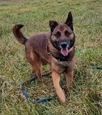 Joce Malinois Mix Rüde sucht dringend ein Zuhause, Malinois - Rüde